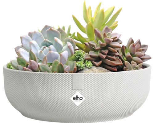 Diverse vetplanten in een witte plantenbak met Elho logo.