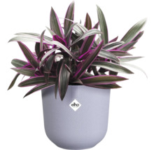 Tradescantia in pot