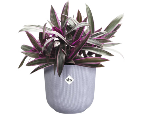 Tradescantia in pot