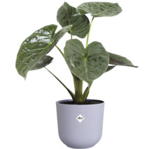 Alocasia kamerplant in een pot