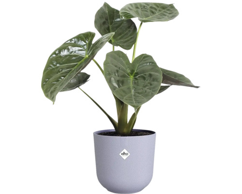 Alocasia kamerplant in een pot