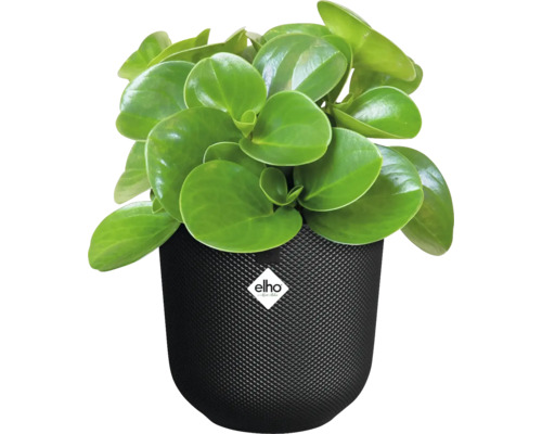 Peperplant in zwarte Elho bloempot