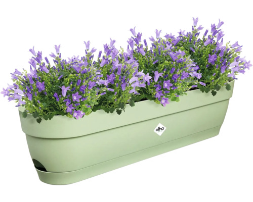 Bloembak met paarse klokjesbloemen