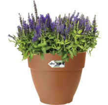 Bloempot met bloeiende bloemen