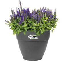 Bloeiende plant in een grijze bloempot.
