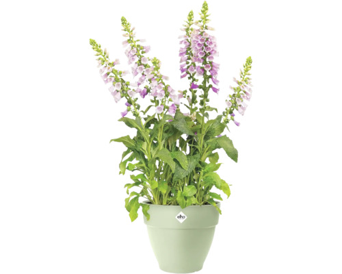 Vingerhoedskruid in een pot