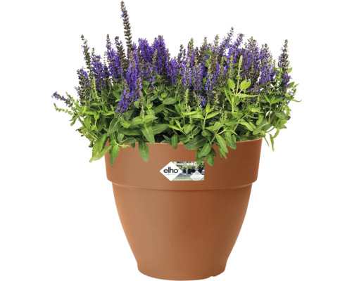 Bloempot met paarse bloeiende plant