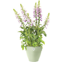 Gevulde vingerhoedskruid in een plantenbak met Elho logo.