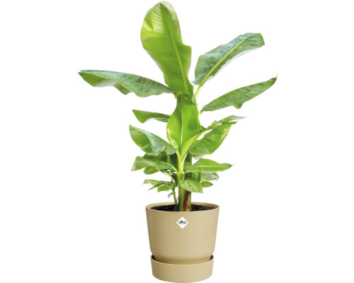 Bananenplant in pot voor binnen