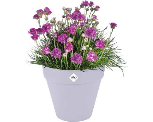 Bloempot met bloeiende Engels gras en Elho Logo