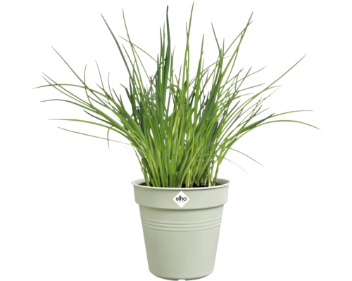 Bieslook in een Elho-pot.