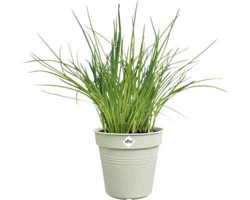 Bieslook in een Elho pot