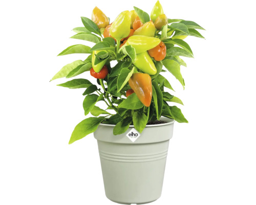 Plant met gekleurde chilipepers in pot