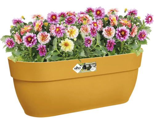 Dahlia''s in een kunststof bloempot