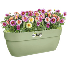 Bloembak met kleurrijke dahlia bloemen