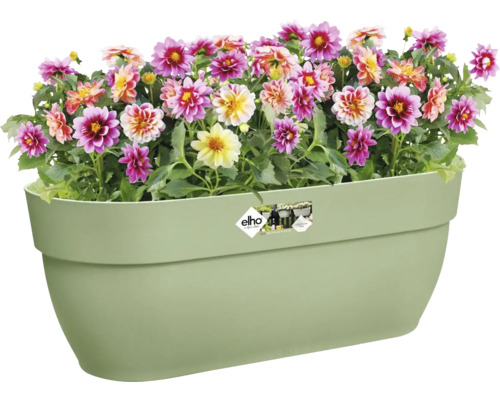 Bloembak met kleurrijke dahlia bloemen