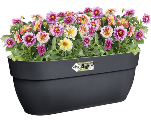 Dahlia''s in een zwarte plantenbak