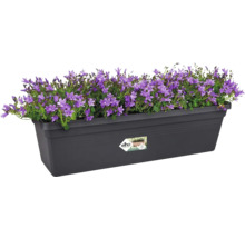 Bloembak met Campanula planten