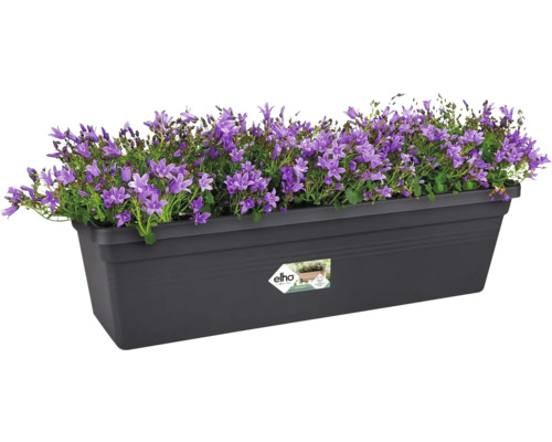 Bloembak met Campanula planten