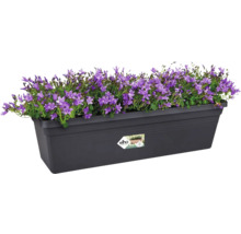 Bloembak met paarse klokjesbloemen