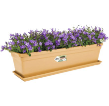 Bloembak met paarse klokjesbloemen