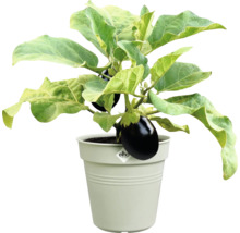 Aubergineplant in pot