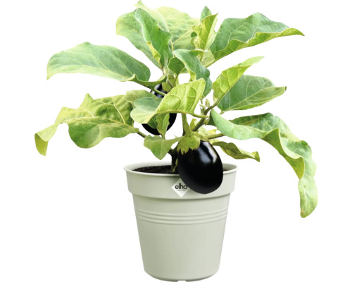 Aubergineplant in pot