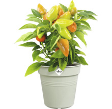 Paprikaplant met rijpende vruchten in een pot