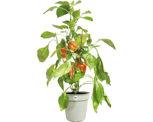 Plant met oranje en groene paprika''s in pot