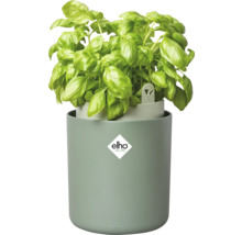 Basilicum plant in pot met Elho logo