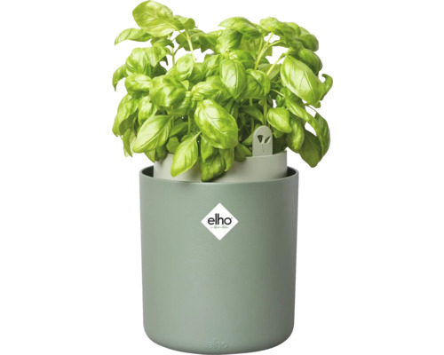 Basilicum plant in pot met Elho logo
