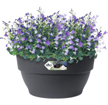 Klokjesbloemen in pot