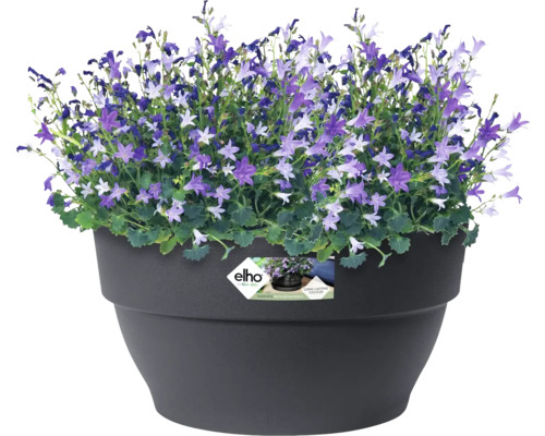 Klokjesbloemen in pot