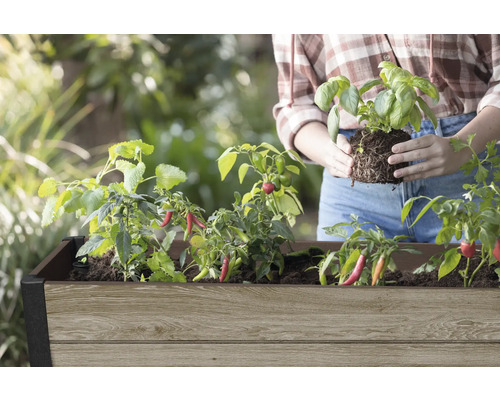Hoge plantenbak met chiliplanten en basilicum stekje