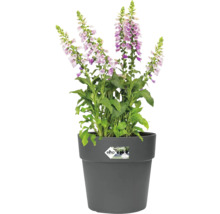 Vingerhoedskruid bloem in een grijze pot