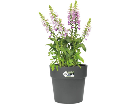 Vingerhoedskruid bloem in een grijze pot