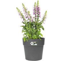 Bloeiend vingerhoedskruid in een grijze plantenbak