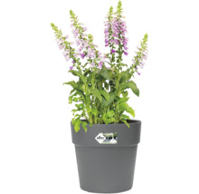 Gevulde Digitalis bloem in een grijze bloempot