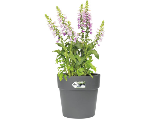 Gevulde Digitalis bloem in een grijze bloempot