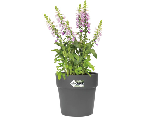 Gevulde vingerhoedskruid in een grijze bloempot