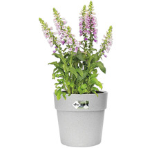 Vingerhoedskruid in een pot