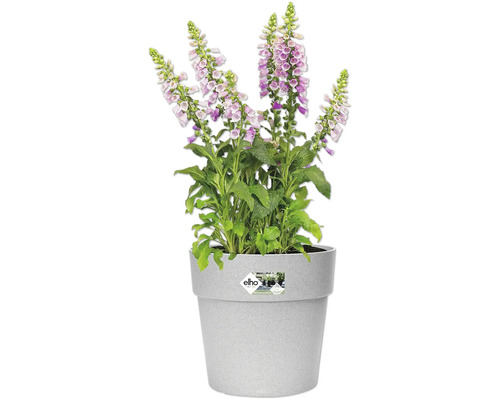 Vingerhoedskruid in een pot