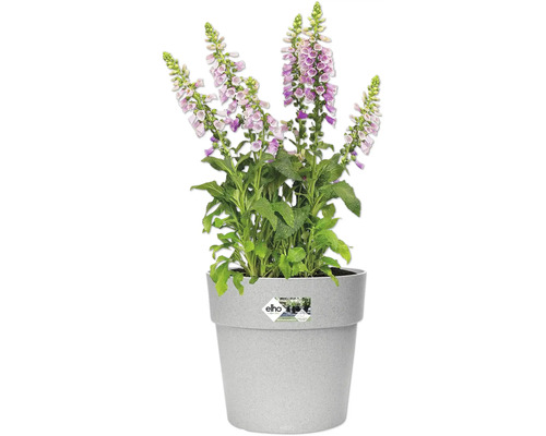 Bloeiend vingerhoedskruid in een grijze bloempot