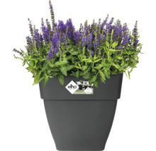 Bloempot met bloeiende plant