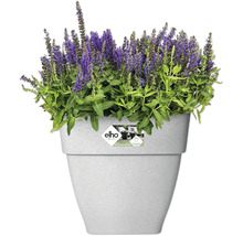 Bloeiende plant in pot van gerecyclede materialen