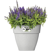 Bloempot met paars bloeiende planten