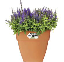 Bloempot met paars bloeiende planten