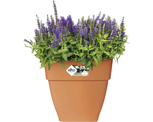 Bloempot met paars bloeiende planten