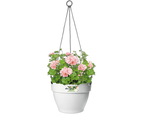 Hangpot met roze geraniums en groene bladeren in een witte plantenbak