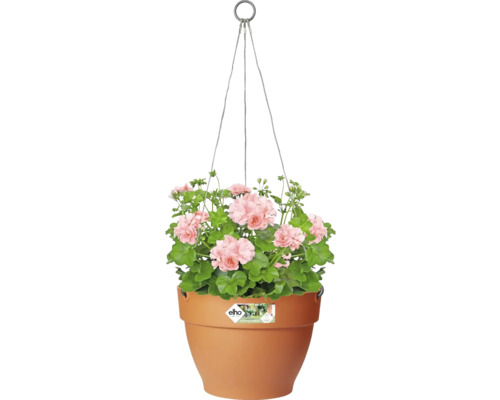 Hangende plantenbak met roze geraniums en Elho Logo
